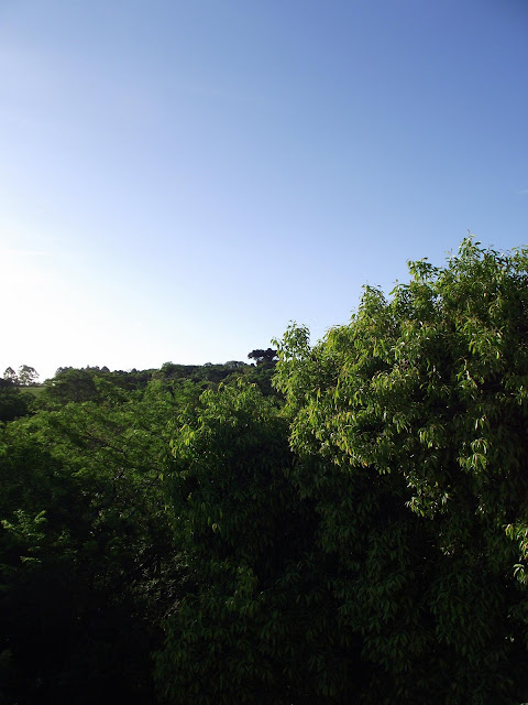 copa de árvore em tarde ensolarada