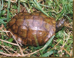 Galapago_Leproso