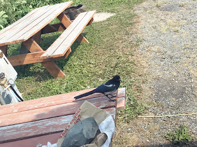 The Magpies Loved the Bird Feeder as Well - Ninilchik, Alaska