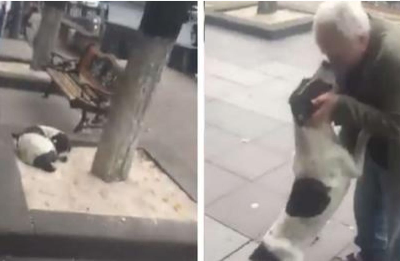 Final feliz: cão reencontra dono depois de três anos a viver nas ruas