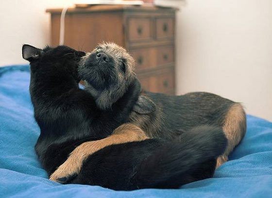 Cat And Dog Love Each Other