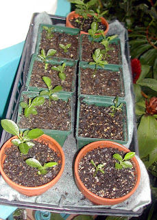 Key lime seedlings (Citrus aurantifolia)