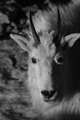 Mountain Goat, Mount Evans