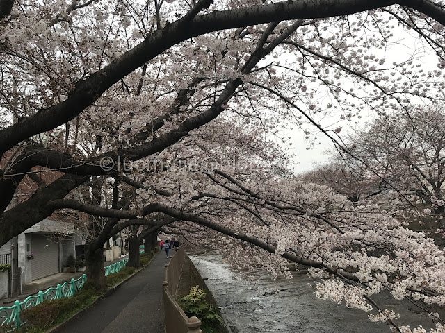 Japan cherry blossoms