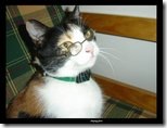 Intelectual_Cat_by_sleepingGhost