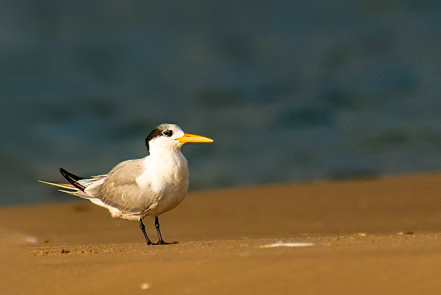 wetland water birds birding nature conservation travel pulicat lake chennai wildlife