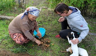 Picking through the tatties and removing their stalks