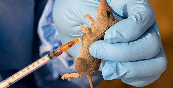 Kaduna state government confirms first case of Lassa fever