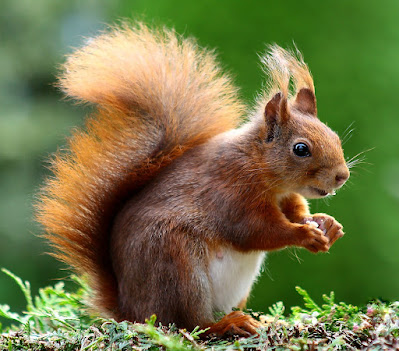 Squirrels: Characteristics, Facts and Distribution