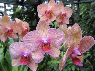 Orchids, National Orchid Garden, Singapore
