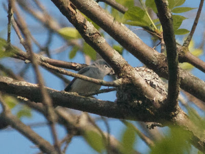 Blue-grey Gnatcatcher (Polioptila caerulea)