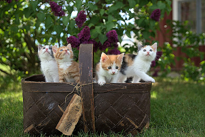 Jari Hytönen - Cats in a Basket, via Unsplash