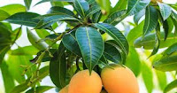 Benefits of Mango Leaves For Diabetes