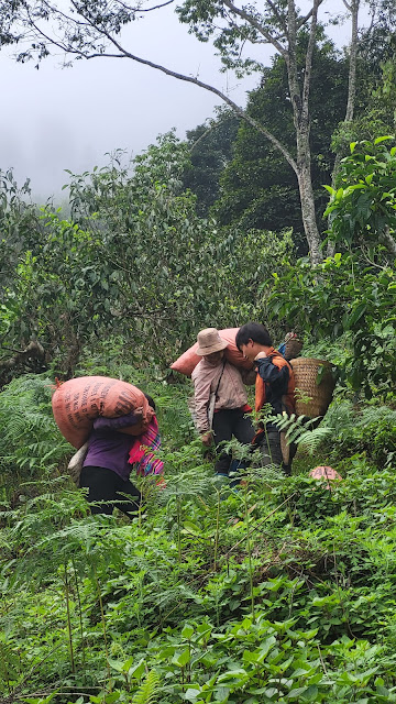 Suối Giàng  vietnam tea