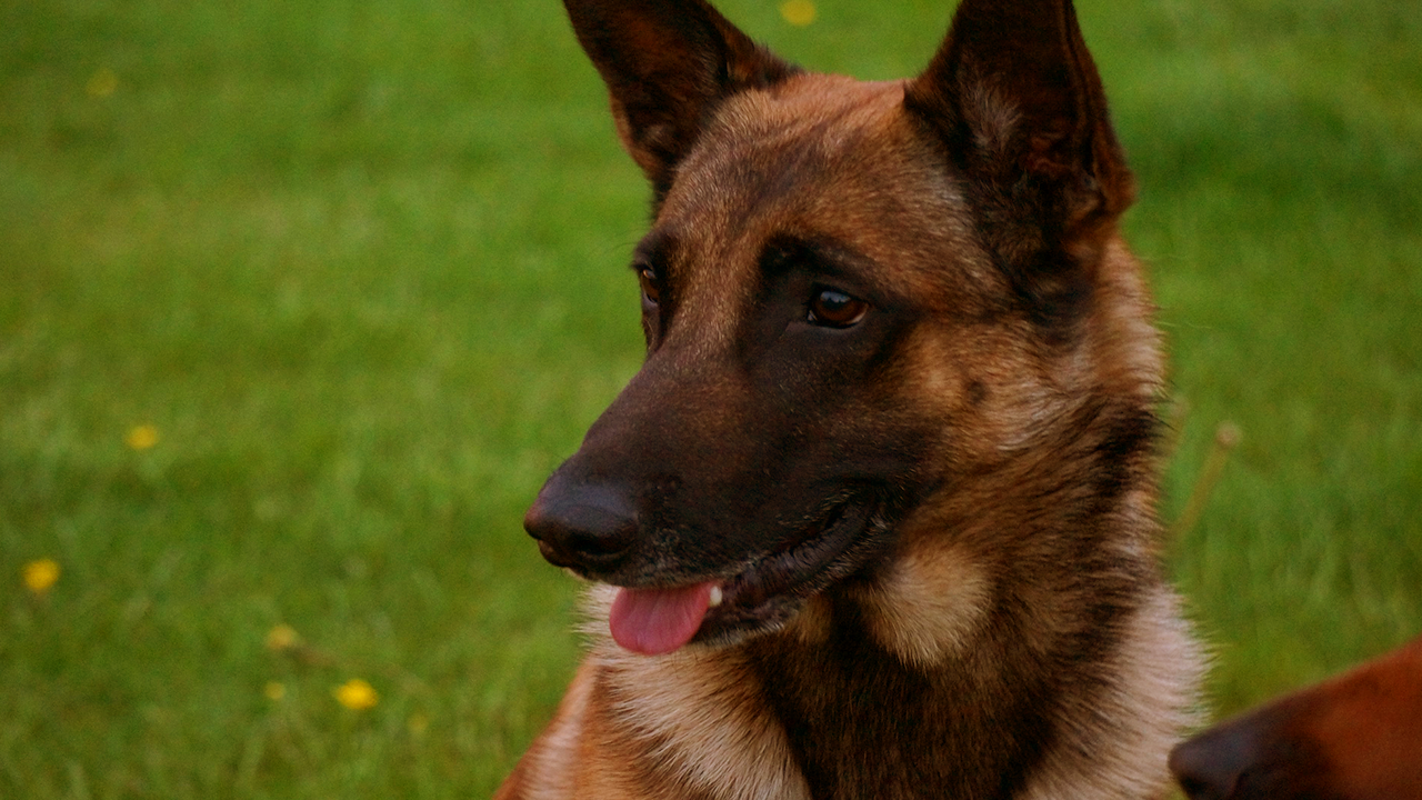 berger malinois