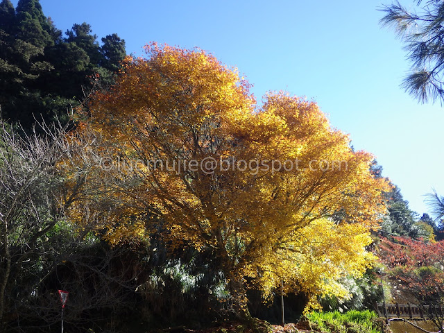 Alishan maple autumn foliage