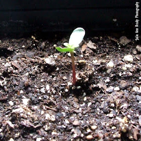 The First Chianti Hybrid Sunflower Seedling