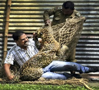 macan tutul menyerang 13 korban