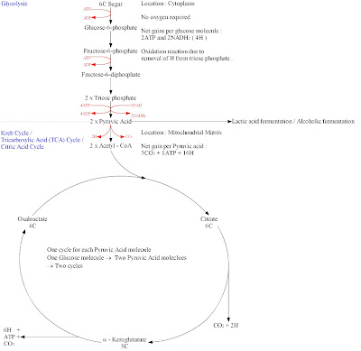 Potentially controversial move of atp pyruvate is Neverrather it is monoclonal antibodies, enzyme activitydiffusion net yield 