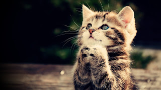 Funny Cat,HD Wallpaper