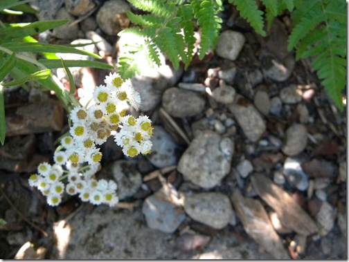 pretty wild flowers and ferns