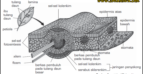 Fungsi dan Struktur Daun Tumbuhan