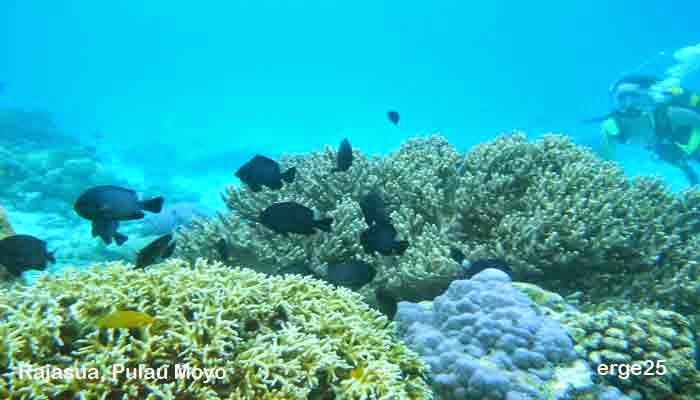 Pulau, Moyo, Surga, Kecil, Di, Indonesia, Timur 