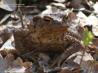 Bufo (Bufo) bufo DSC101528