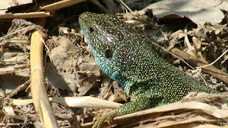 Lacerta viridis viridis male DSC51767