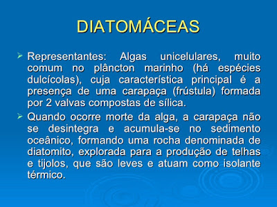 Protoctista 2: Algas