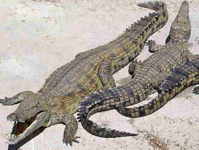 Africa Nile Crocodiles Video Pics