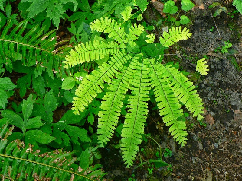 Trend Populer Biologi Tumbuhan, Kerajinan Alam