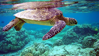 Sea Turtle Wallpaper