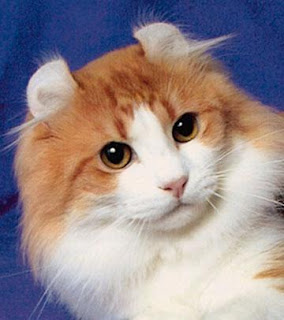 american curl cat pets, huisdieren, animaux de compagnie, Haustiere, animais, Animale de companie, animales domesticos, husdjur, Evcil Hayvan, anifeiliaid anwes, domace zvali, binatang kesayangan, augintiniai, animali domestici, peatai, bet kay, lemmikit, mga alagang hayop, domaci zvirata, kucni ljubimci, animals domestics, maskotak, binatang peliharaanpuss pussy pussycat grimalkin kat mace pisik kotka gat macka kocka kass pusa kissa gato katze macska kottur kakis kate qattus kot pisica macka katt kedi con meo kucing