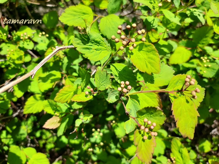 Смотрите также тему:  Спирея уссурийская / Таволга уссурийская (Spiraea ussuriensis)