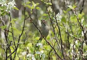 Clay-coloured Sparrow - Grayling, Michigan, USA
