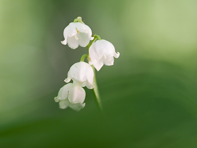 Maiglöckchen (Convallaria majalis)