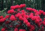 Rhododendron. Type Shrub, woody plant. Hardy range 6A to 8A (spring parade rhododendron)