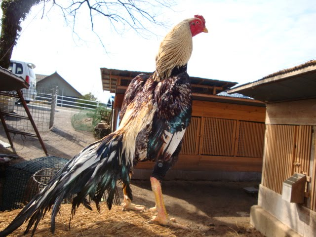 5 Ciri Ayam Bangkok Birma yang Bagus (Ayam Istimewa)