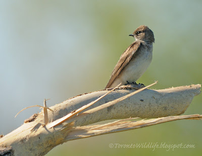 Juvenile Cliff Swallow, Robert Rafton