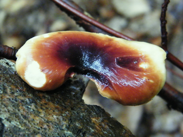 Royoporus badius