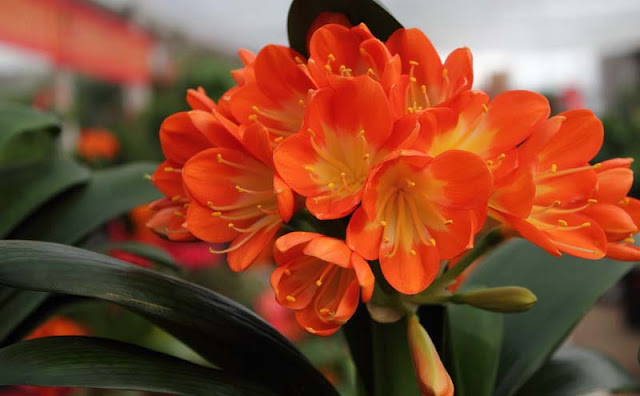 Bush Lily Flowers Pictures