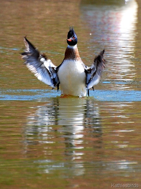 13. RB merganser-k