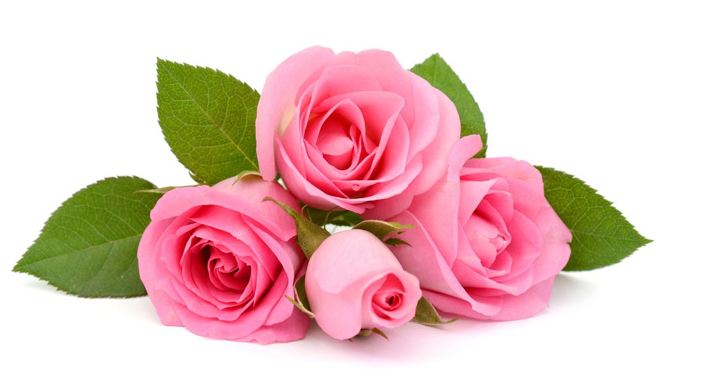 Picture of pink rose flower - Pictures of 20 colored roses - Pictures of 20 colored roses - NeotericIT.com