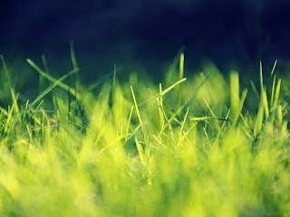 Green Grass wallpaper