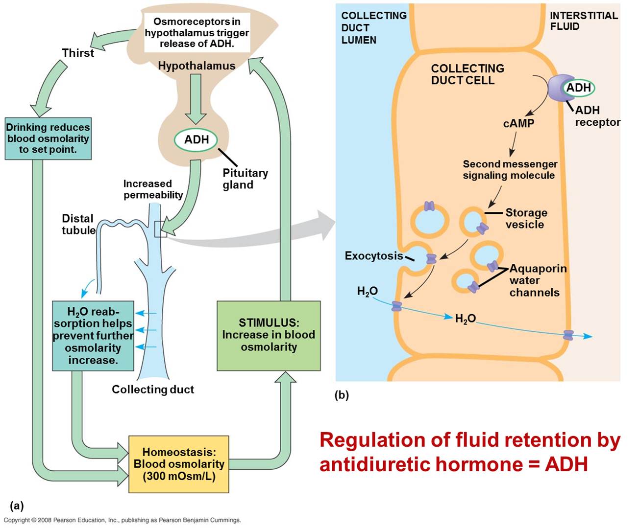 BIO FUN LEARNING OSMOREGULASI  PADA MANUSIA DAN HEWAN 