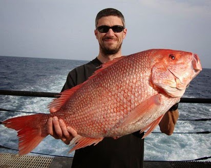  merupakan species ikan laut yang begitu terkenal di lingkup penghobi mancing Harus tau Mengetahui Umpan Jitu Mancing Ikan Kakap Merah