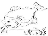 Realistic Piranha Fish Coloring Pages