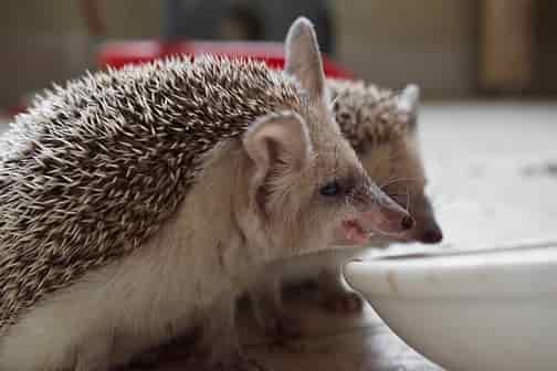 Hedgehog as pets