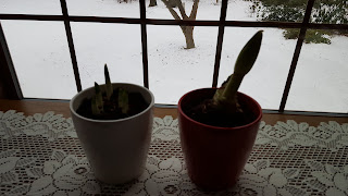 amaryllis and paperwhites growing together this time